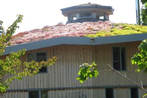 Homeowner Rooftop Garden
